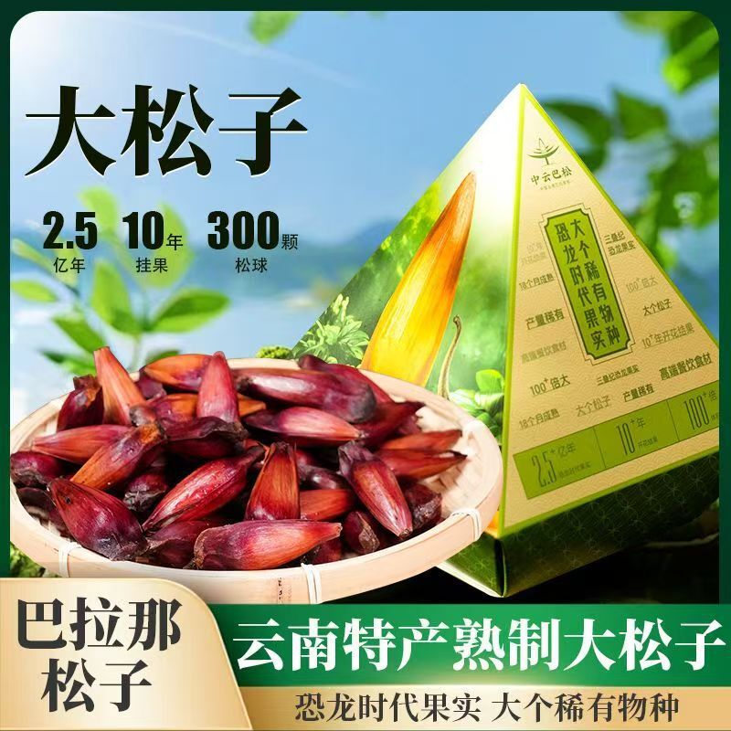 Yunnan Parana Pine Nuts – Hand-Picked Jumbo Shelled Secondary image