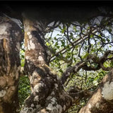 Aged Wild Black Gold Luzhou Fragrance Tea Yunnan Menghai Pu'er Ripe Tea