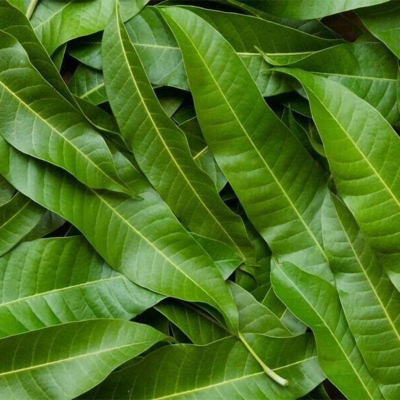 Natural high-quality ORGANIC Dried Mango leaves Quality Pure Leaf For Tea 500g Secondary image