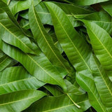 Natural high-quality ORGANIC Dried Mango leaves Quality Pure Leaf For Tea 500g