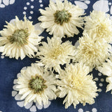 White Chrysanthemum Huangshan Chrysanthemum July Chrysanthemum Tribute 17.6oz