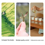 Authentic Natural Yinghong No. 9 Luzhou-Flavor Yingde Black Tea Loose Tea 100g