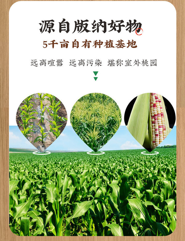 Xishuangbanna Sticky Corn – Vacuum-Packed Snack