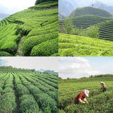 Organic Black tea Chinese loose leaf tea teabags PVC Box 18 packs 126g
