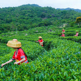 200g Yunnan Organic Early Spring KungFu Tea Kunming Crested Dianhong Black Tea