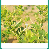 250g Nature Honeysuckle Loose Leaf,Chinese Jin Yin Hua Herbal Tea