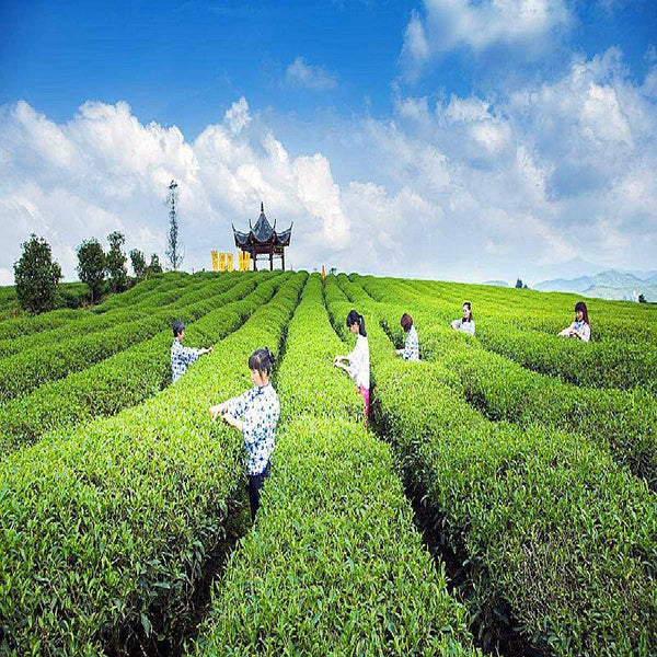 50g Tie Guan Yin Oolong Tea - A Chinese Tea for Nourishing Body and Mind
