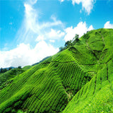 357g Top Honey Fragrant Yunnan Dianhong Black Tea Cake Golden Bud Dian Hong Tea