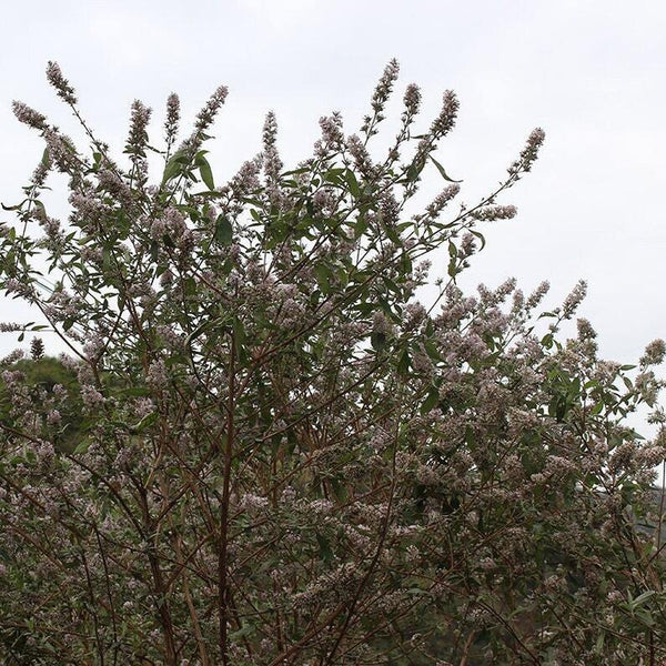 Dried Pale Butterflybush Flower Butterflybush Flower Flos Buddlejae, Mi Meng Hua