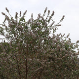 Dried Pale Butterflybush Flower Butterflybush Flower Flos Buddlejae, Mi Meng Hua