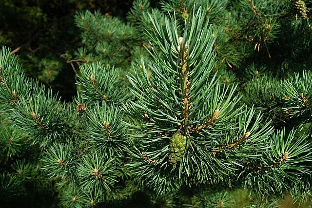 First Grade Natural Chinese Herbs Pine Needles Tea for Improving Sleeping