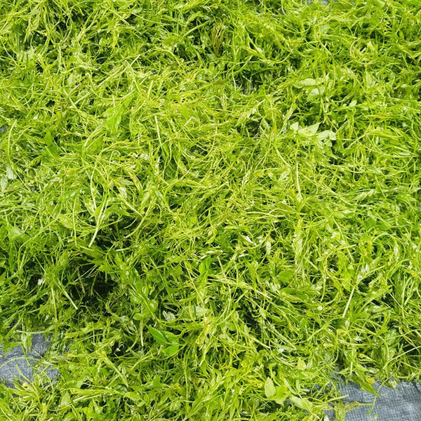Laifeng Selenium Rich Vine Tea Small Jar Premium Zhangjiajie Berry Tea