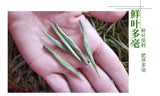 Pre-rainy New Tea Junshan Silver Needle Yellow Tea Tender Buds 250g Loose Tea