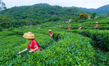 300g White Tea Cake Organic Silver Needle White Tea  Bai Hao Yin Zhen Fuding Tea