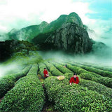 Da Hong Pao Oolong Tea 250g Big Red Robe