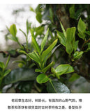 Lao Banzhang Pu'er Tea Cake Yunnan Qizi Cake Tea Old Ancient Tree Ripe Tea