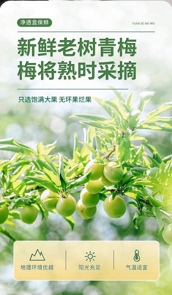 Premium Dried Dark Plum - Large Fruit, High-Quality, Herbal Snack