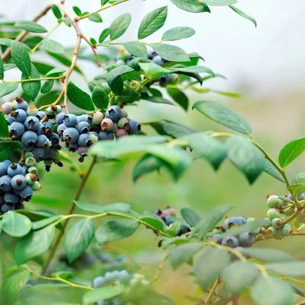Blueberry Fruit Powder - 100% Pure Blueberry Juice Concentrate Powder