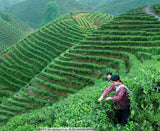 250g Milk Oolong Tea High Quality Green Tea Organic Taiwan High Mountain Wu Long