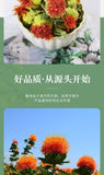 Premium Whole Safflower 250g Authentic Chinese Herbal Health Tea
