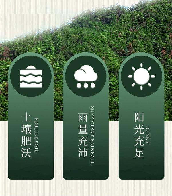 Tangli Spring Puer Raw Tea Cake Ziling Peacock Puerh Grain Tea Big Leaf Tea 200g