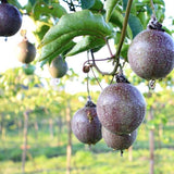 Passiflora Edulis Passion Fruit  Tea Bags ORGANIC Dried Passion Leaves