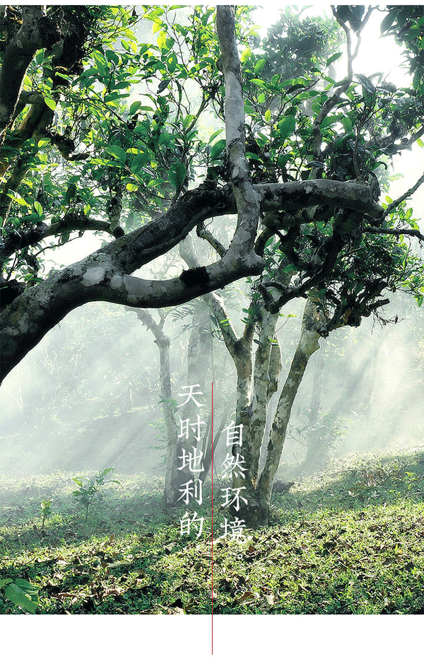 Tangerine Peel Palace Pu'er Ripe Tea Xinhui Sun-dried Green Orange Peel Pu-erh