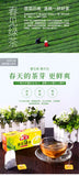 Premium Spring Green Tea 25 Bags Double Wrapped Tea Bags for Office and Hotel