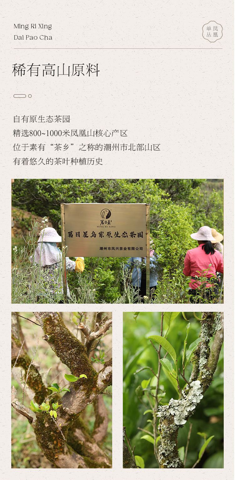 High Mountain Ya Shi Xiang Tea Bags Boxed Premium Phoenix Dancong Tea