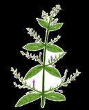 100% Organic Andrographis Paniculata Natural Herbs Cut Without Leaves
