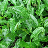 Natural Milk Oolong Tea 250g Creamy Silky Aroma Premium Weight Loss Green Tea