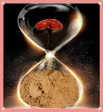 Reishi Mushroom Powder - Premium Quality Organic - QUICK POST