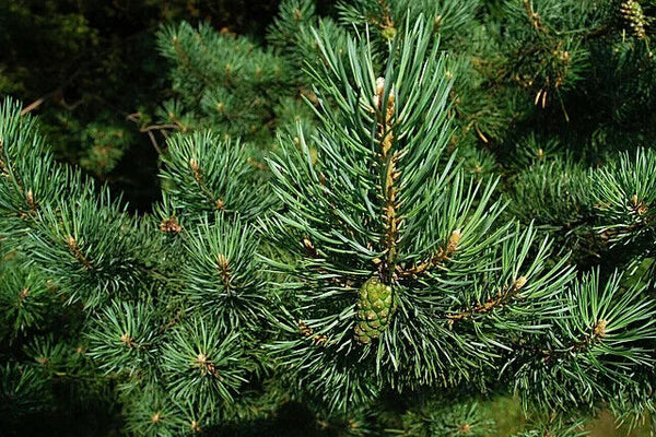 First Grade Pine Needles Powder Improving Sleeping Chinese Herbal Powder
