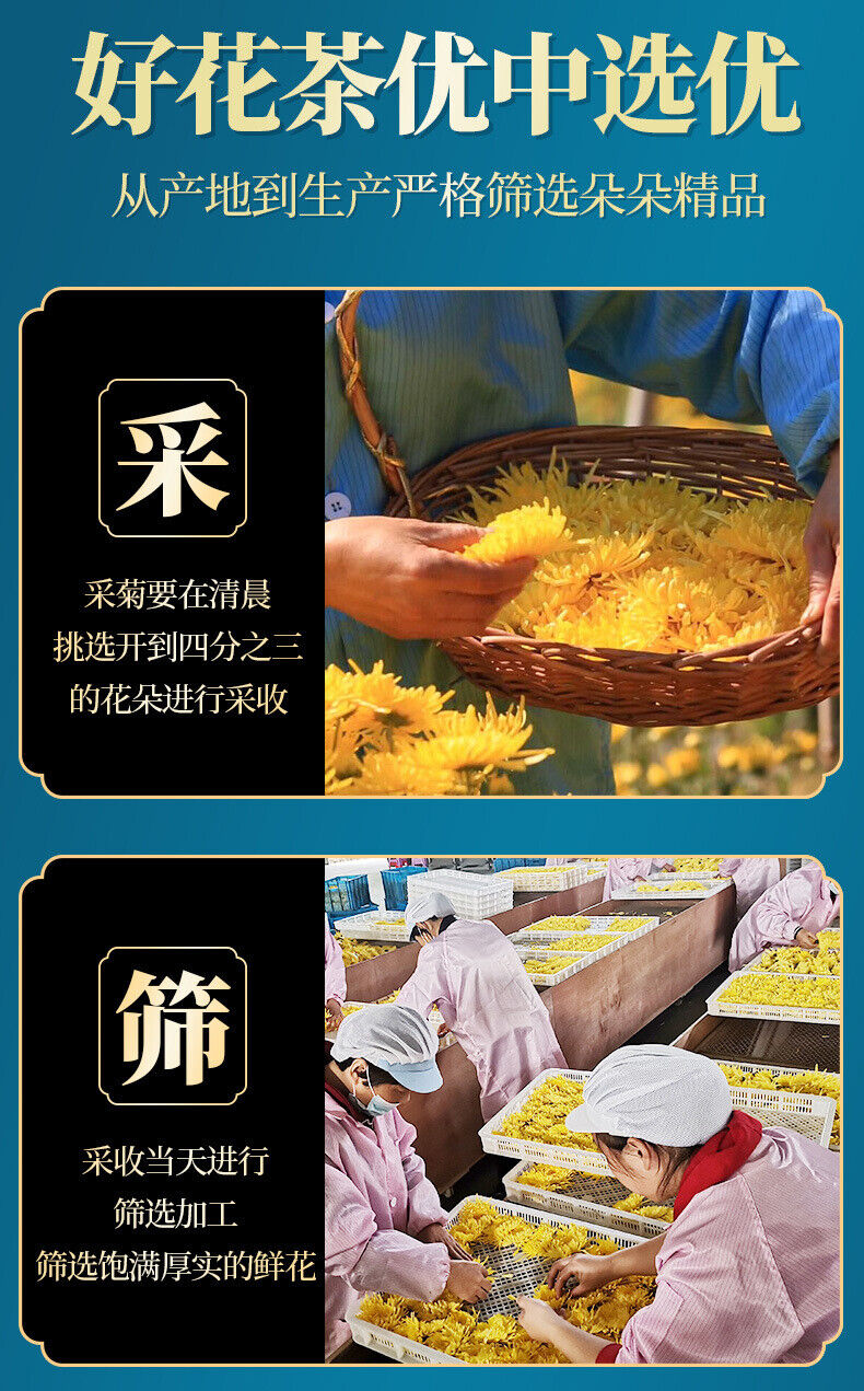 Golden Chrysanthemum Tea Big Yellow Chrysanthemum One Cup Per Flower 12G/BOX