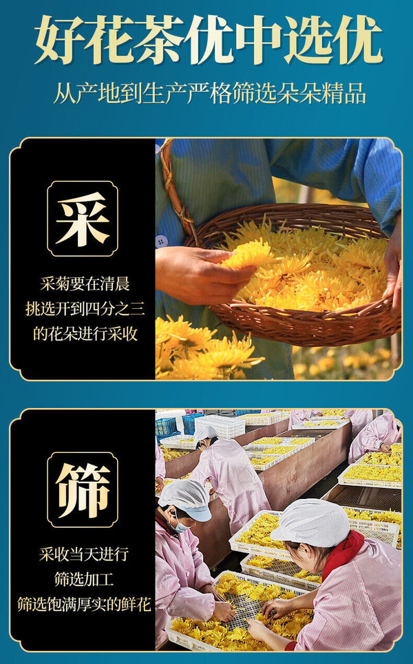 Golden Chrysanthemum Tea Big Yellow Chrysanthemum One Cup Per Flower 12G/BOX
