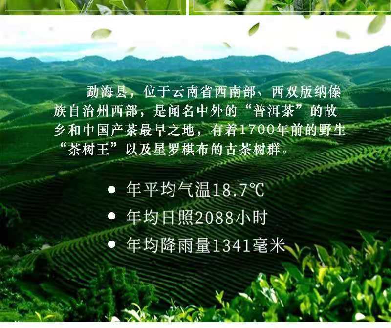 Puerh Tea Raw Tea Loose Tea Raw Puerh Loose Tea Brown Qiao Mu Loose Tea