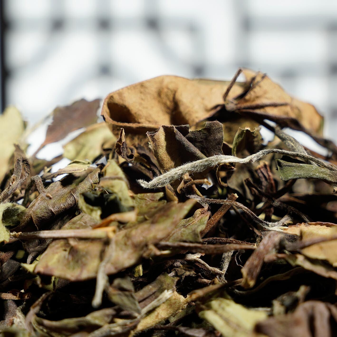 Wholesale Chinese famous high quality Fujian white tea high mountain snow buds Secondary image