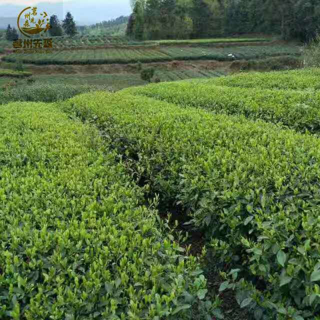 Guizhou Alpine Tea Bird's Tongue Mao Jian Tea Pieces Bulk Alpine Yunwu Tea Piece Secondary image