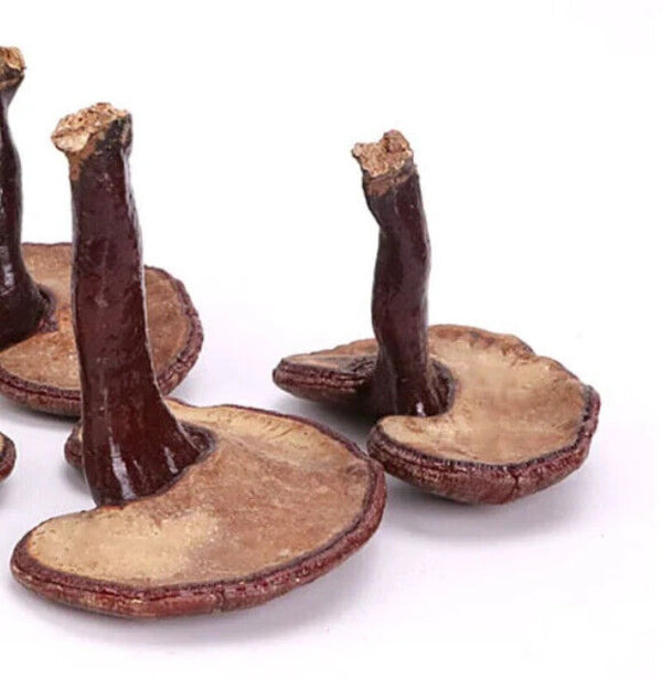 Reishi Mushroom Tea Benefits in Good Price Reishi Sale Online 500g Bulk Supply