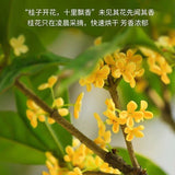 Jasmine Sprouts Gui Fu Lan Milk Tea Strong Aroma