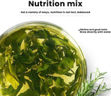 Jiaogulan Tea Gynostemma Pentaphyllum Herbal Chinese