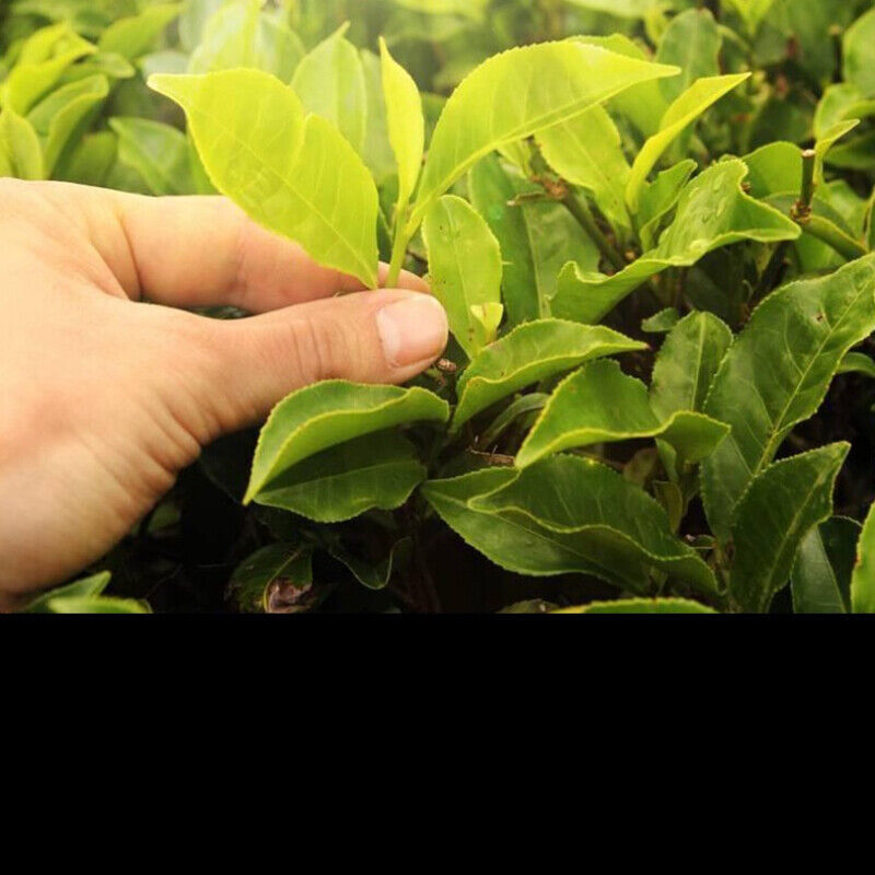 White Tea Cake Slimming Healthy Drink Natural 200g Yunnan Old White Tea Big Leaf