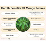 Natural high-quality ORGANIC Dried Mango leaves Quality Pure Leaf For Tea 500g