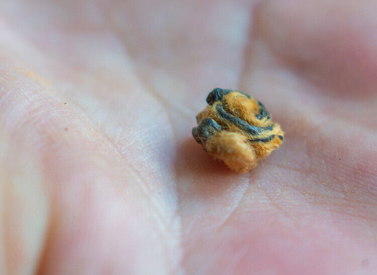 Fengqing Dian Hong tea gold snail spring tea Yunnan black tea red snail gold bud