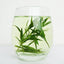Organic Quality Bamboo Leaf Tea Lophatherum Gracile Tea Herbal Tea