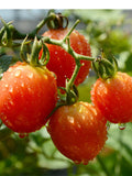 9g*100 Bags Tomato Sauce Tomato Sauce Small Bag French Fries, Pasta Snack Sauces