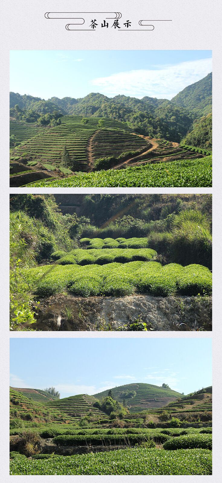 Zhengyan Aged Rougui Medium Roast Fujian Oolong Loose Leaf Tea Wuyi Rock Tea