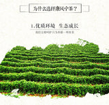 Kang Feng Ning Bag Tea Pain Healthy Wind Wellness Kang Feng Ning Tea 2.5g 20bags