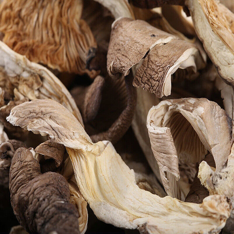 Fresh Oyster Mushroom Strips, Phoenix Tail Mushroom, Yunnan Farm Wholesale