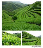 Red Edges Wuyi Rock Tea Four Famous Varieties Minbei Oolong with Green Leaves
